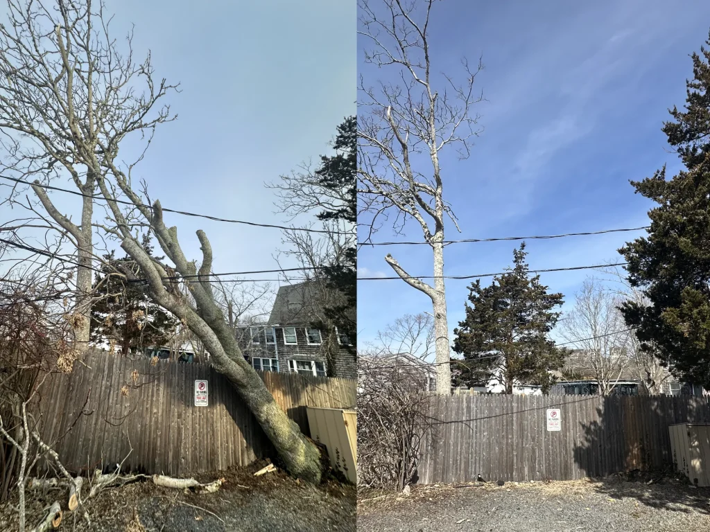 Tree Before and After